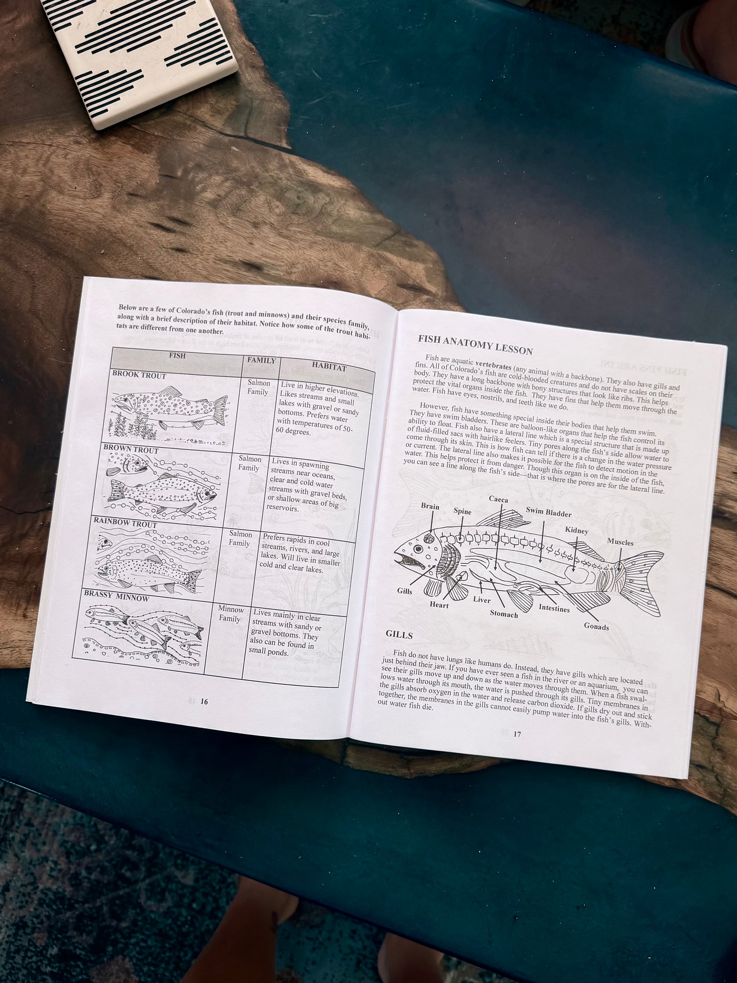 Wild and Wonderful! A Child's Guide to the Arkansas River and the Creatures that Live There