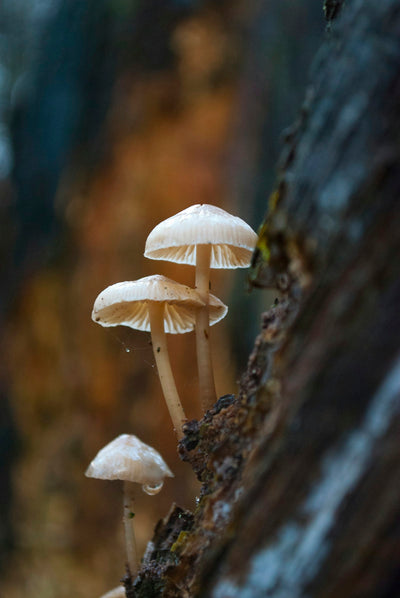 Summer of Mushroom Love